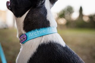 Konečně je to tu! Po dlouhém testování a po mnoha dotazech od vás konečně nabízím možnost potisku obojků 🥰 Na výběr jsou 3...