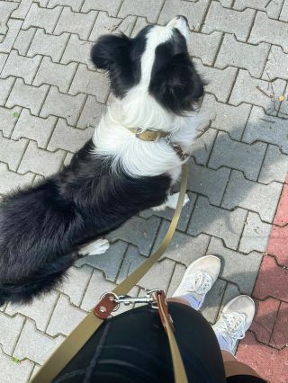 Děkuji zákaznici Terezce za boží fotku přímo z první procházky se setem obojku a vodítka od nás! 🥰 Fotky a zprávy od vás...